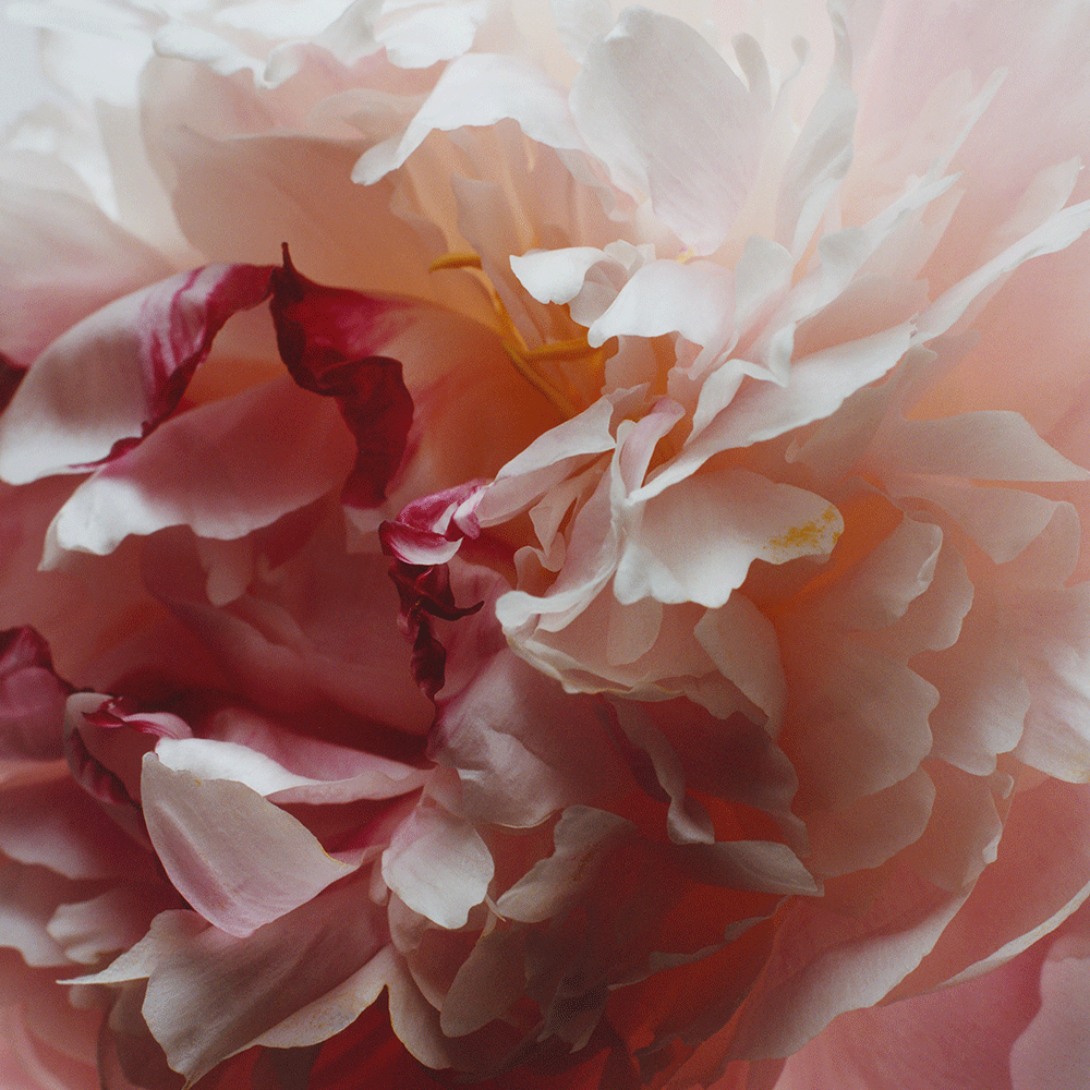 Peony & Blush Suede Hand Cream