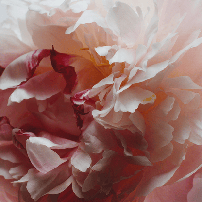Peony & Blush Suede Hand Cream