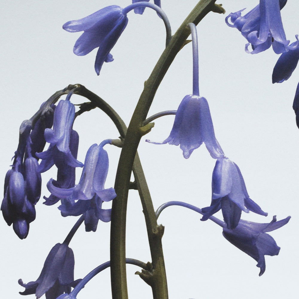 Wild Bluebell Hand Cream