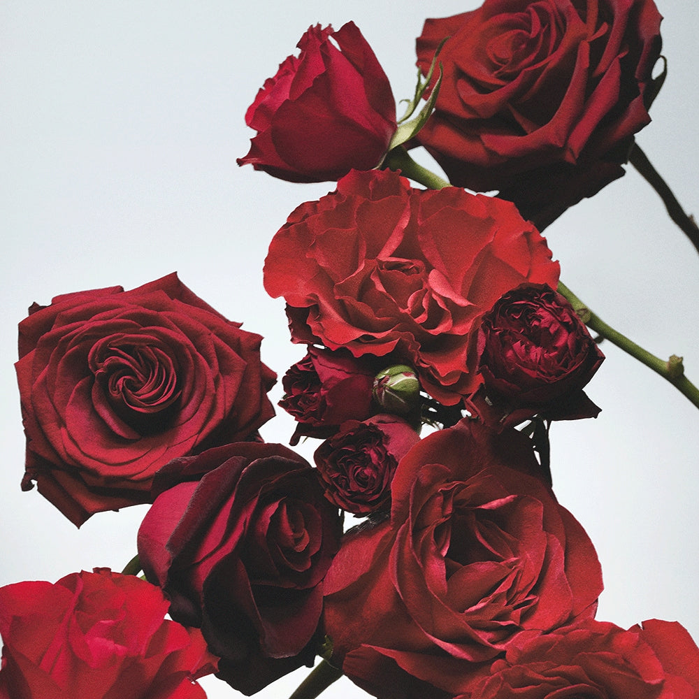 Red Roses Body & Hand Lotion
